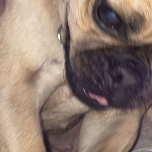 Meet your Posher, Dorian